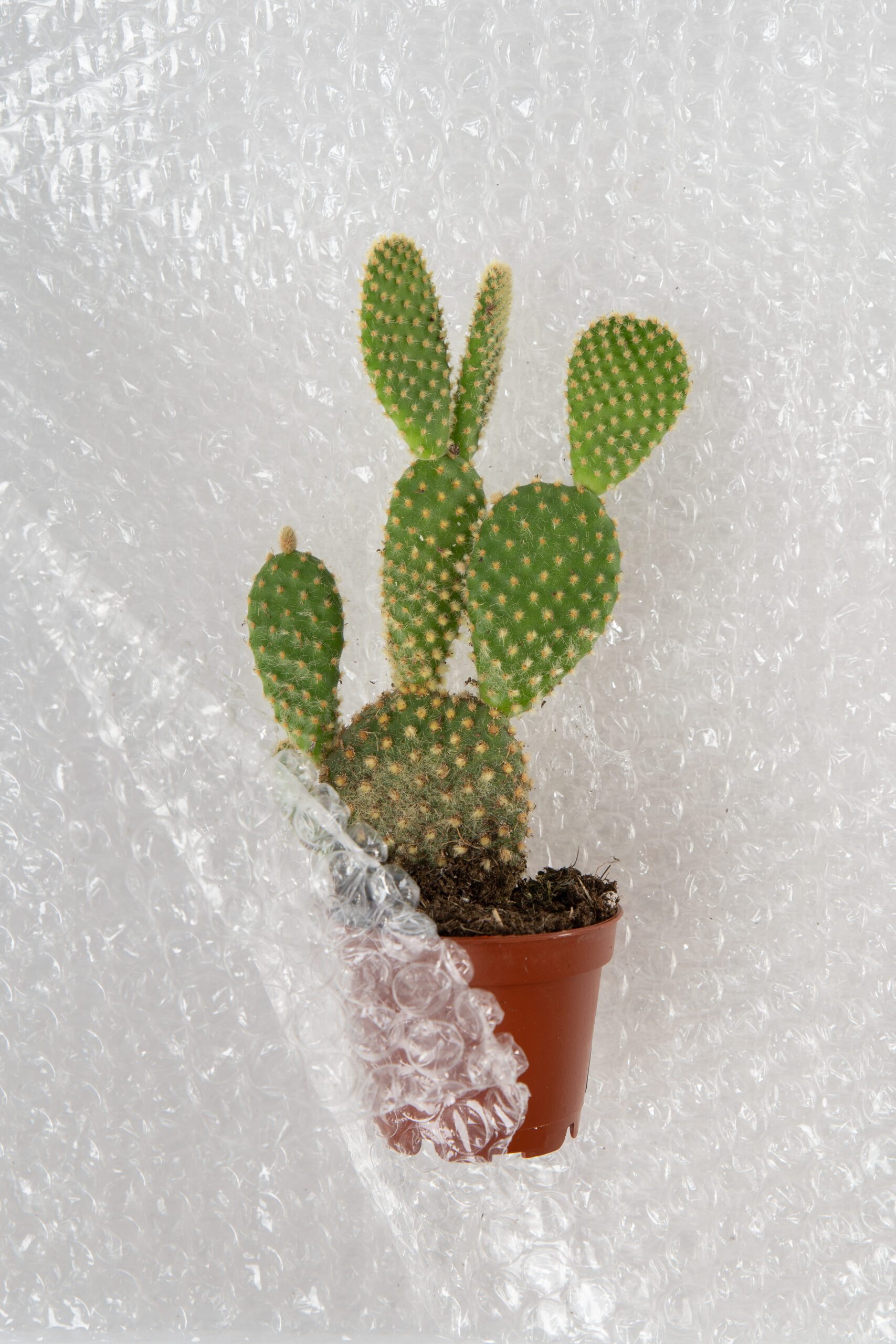 Small Bubble